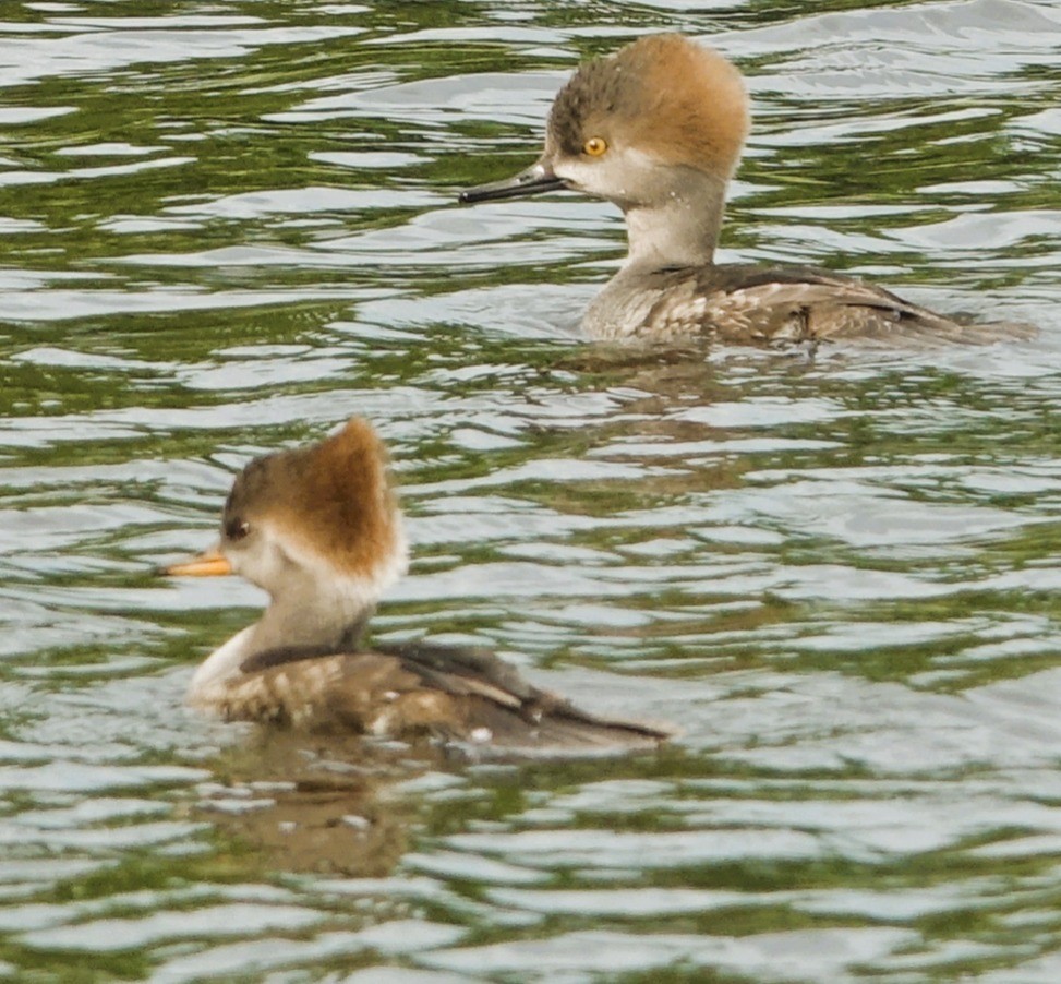 Hooded Merganser - ML646221839