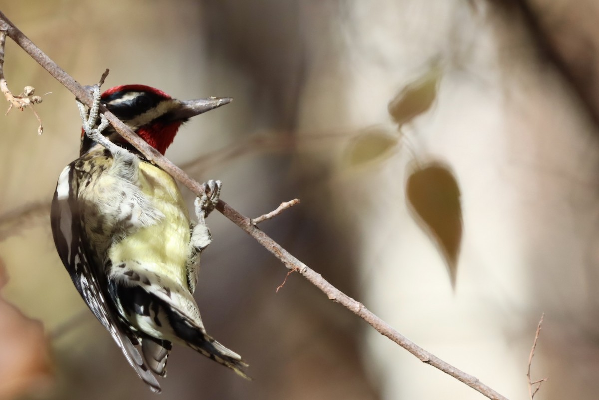 Red-naped Sapsucker - ML646221840