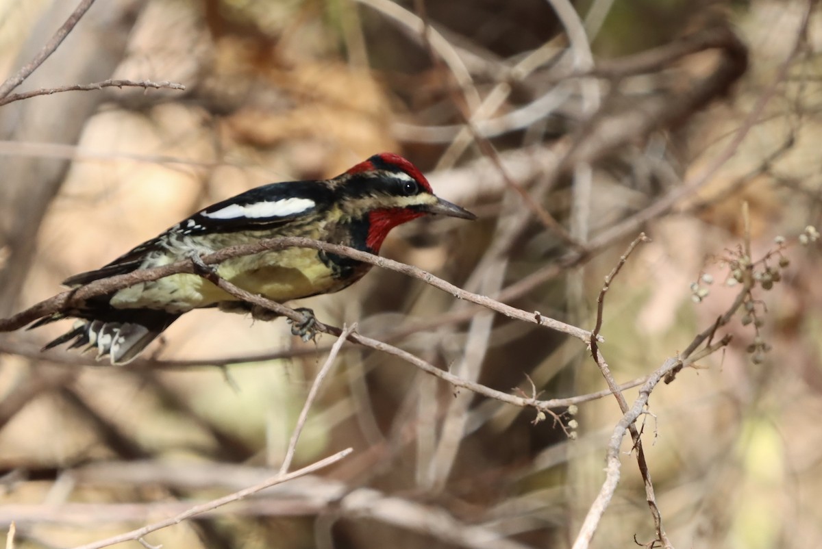 Red-naped Sapsucker - ML646221841