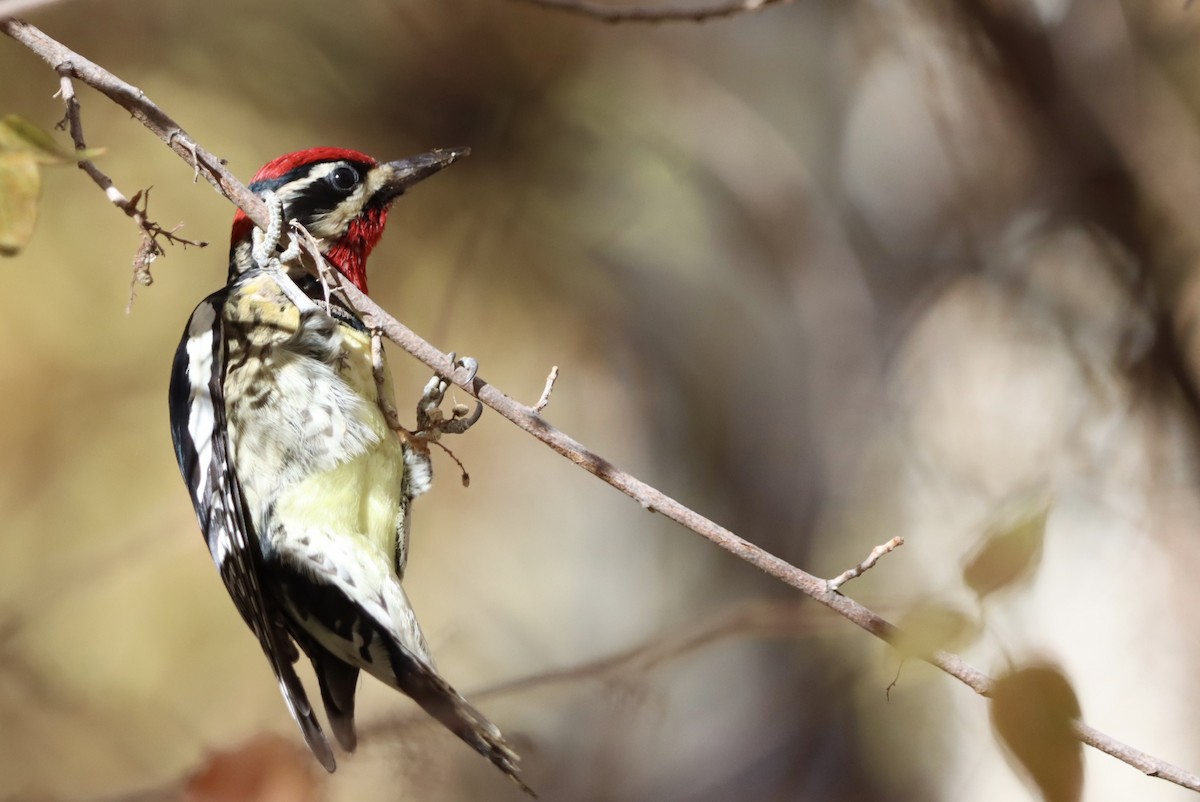 Red-naped Sapsucker - ML646221842