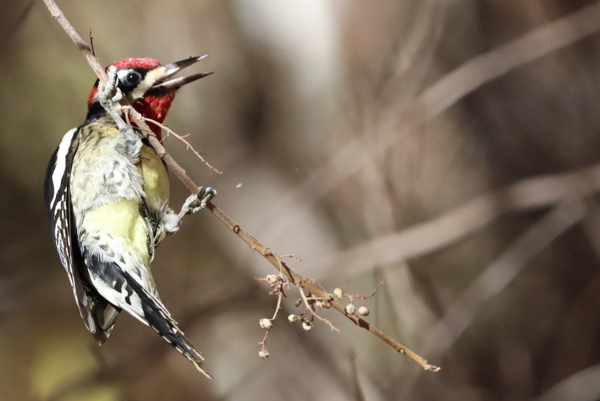 Red-naped Sapsucker - ML646221843