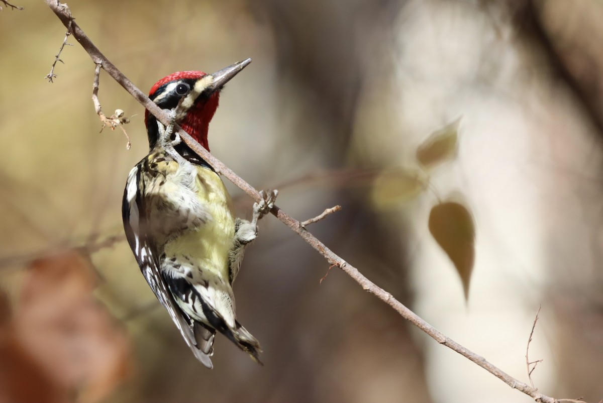 Red-naped Sapsucker - ML646221844