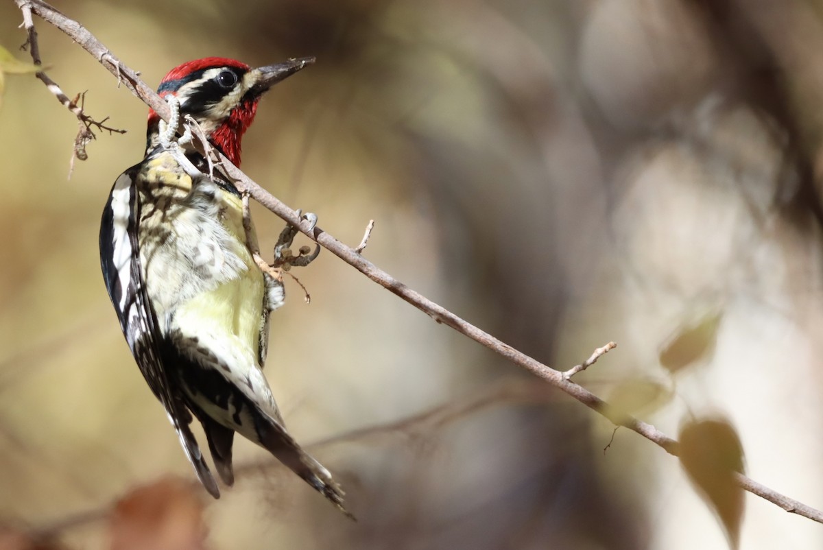 Red-naped Sapsucker - ML646221845