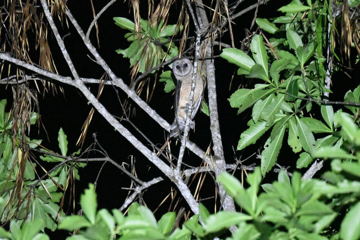 Sulawesi Masked-Owl - ML646221847