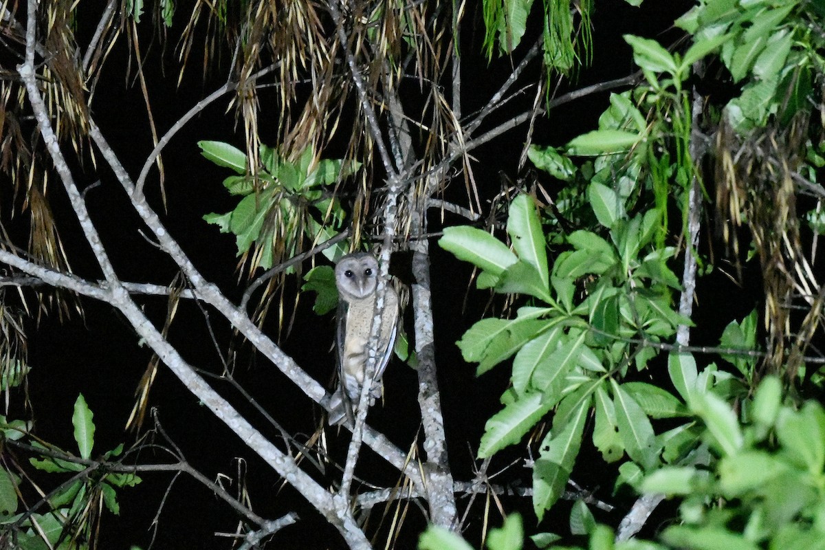 Sulawesi Masked-Owl - ML646221848
