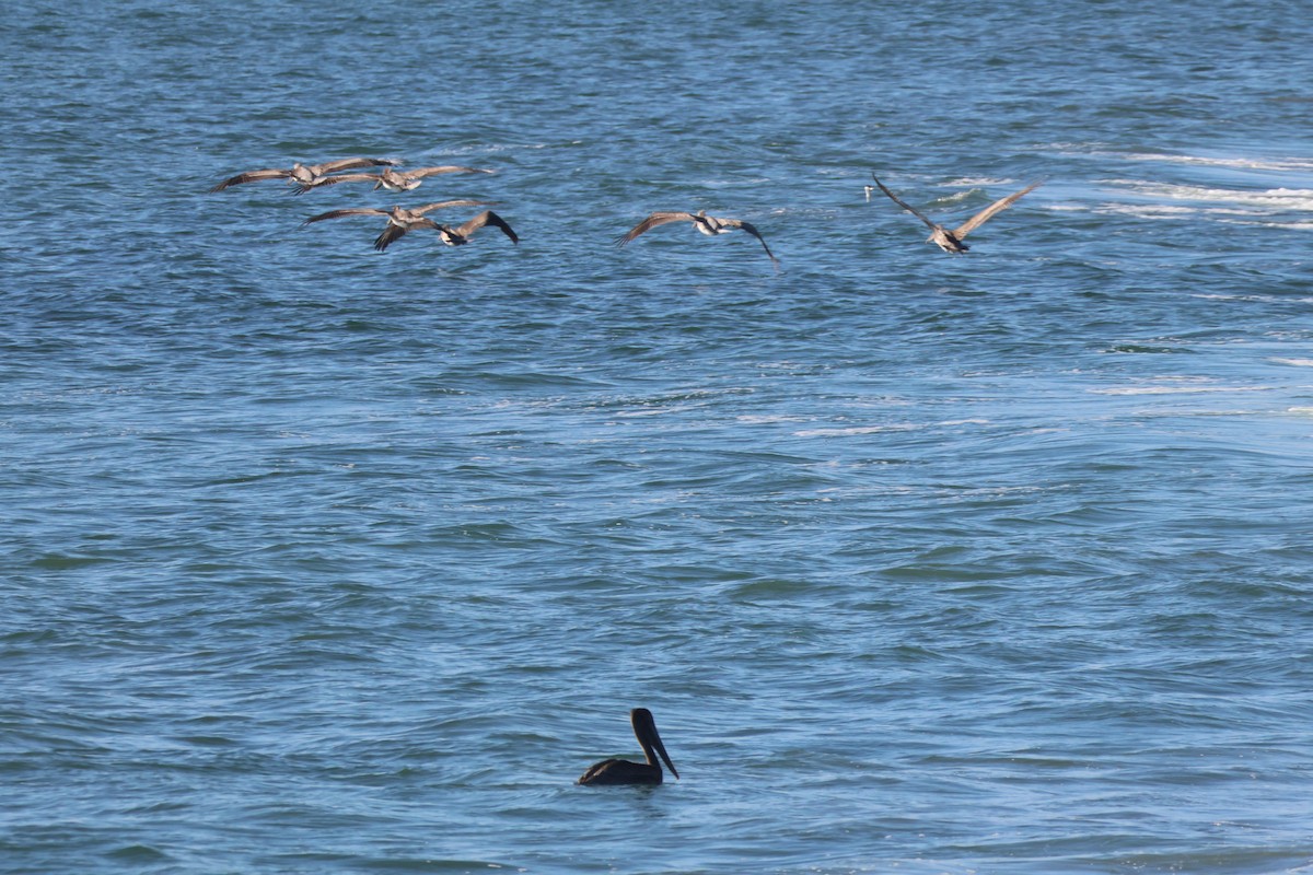 Brown Pelican - ML646221849