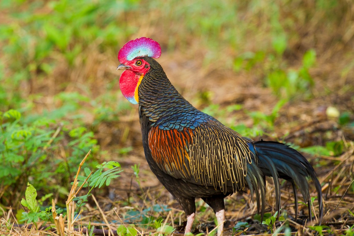 Green Junglefowl - ML646221850