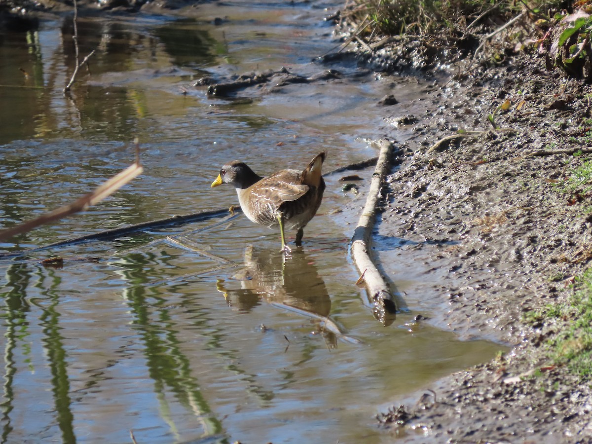 chřástal karolínský - ML646221852