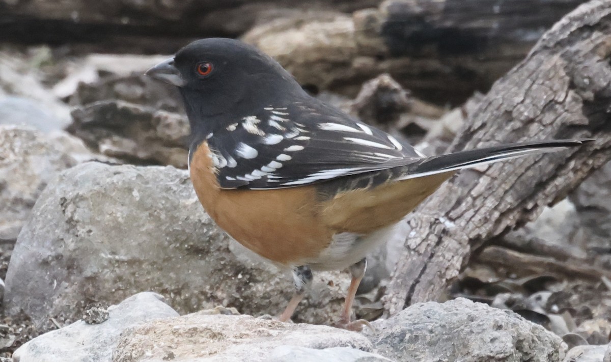 Spotted Towhee - ML646221856