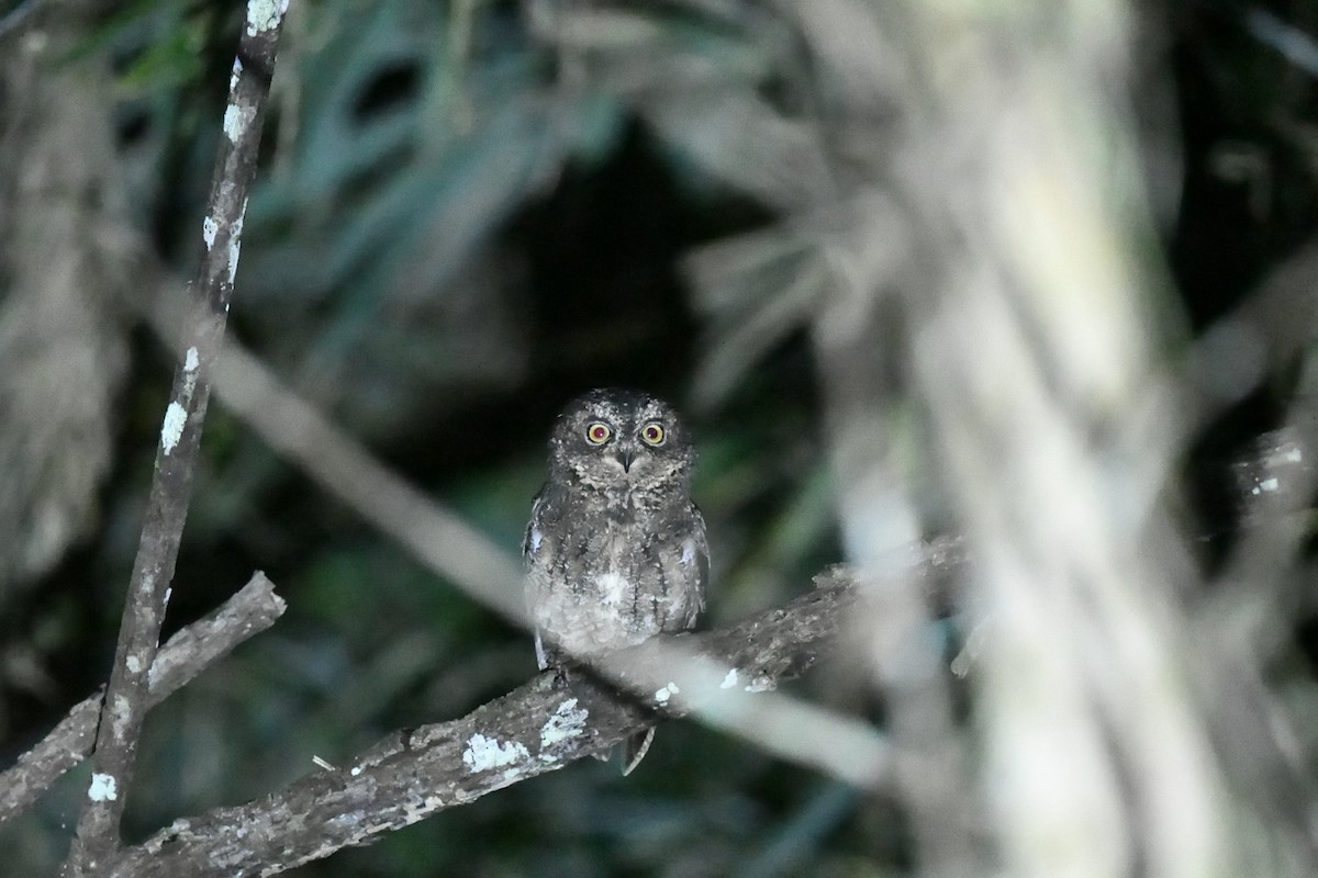 Sulawesi Scops-Owl - ML646221857