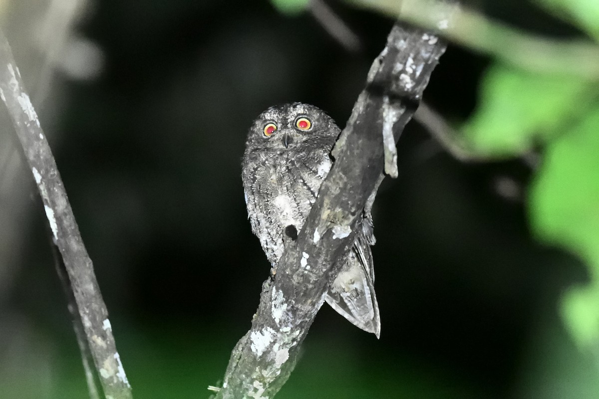 Sulawesi Scops-Owl - ML646221858