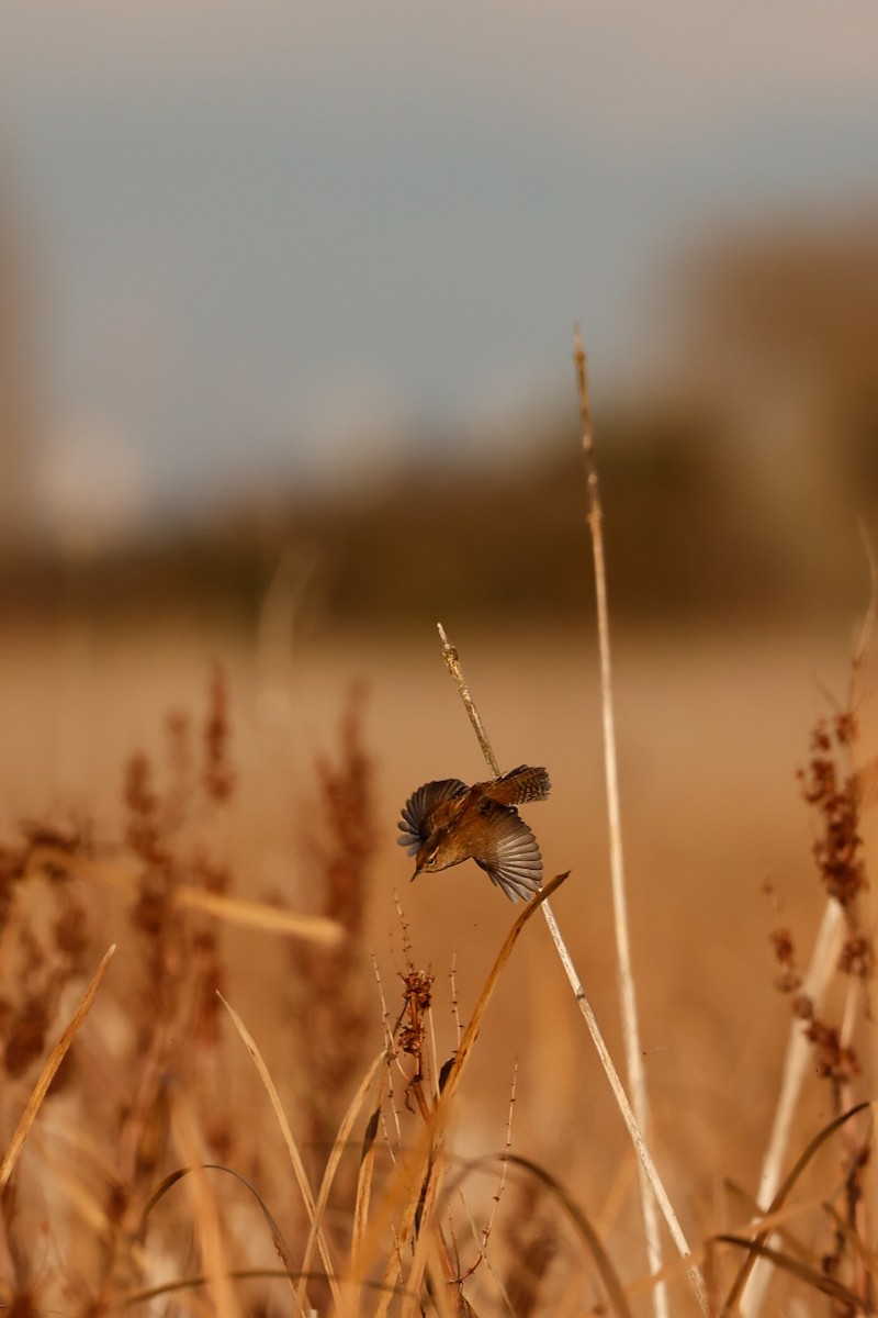 Marsh Wren - ML646221860