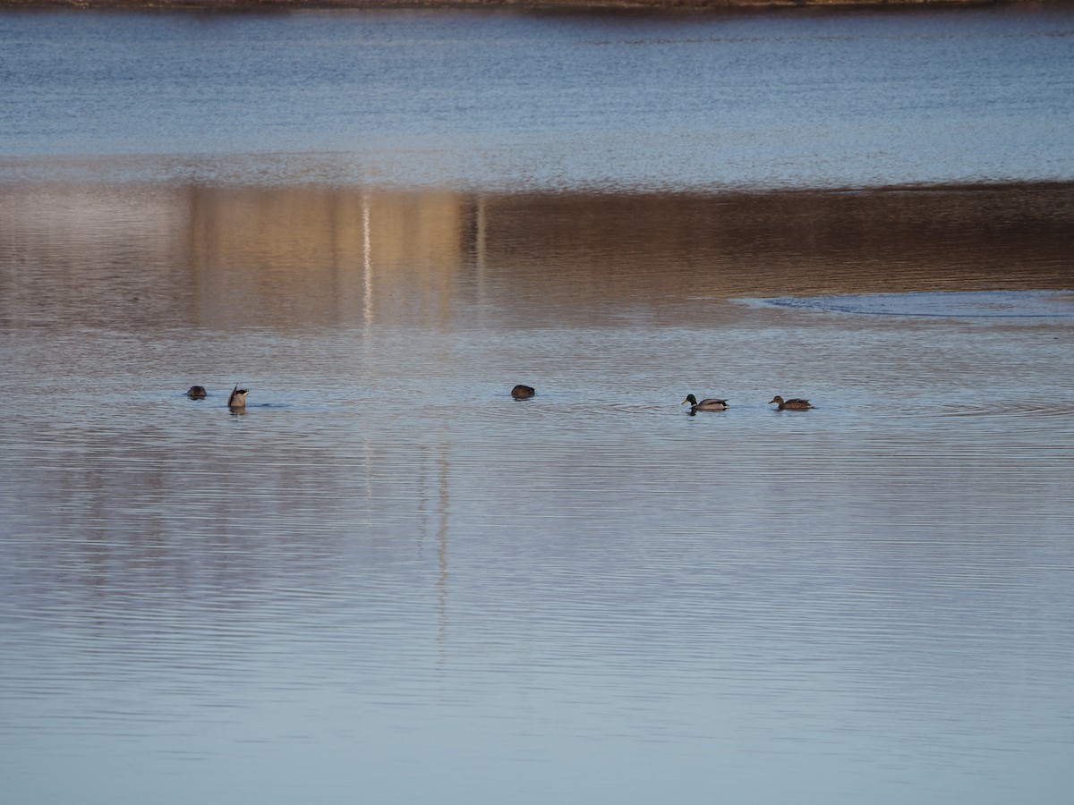 Mallard - ML646221863