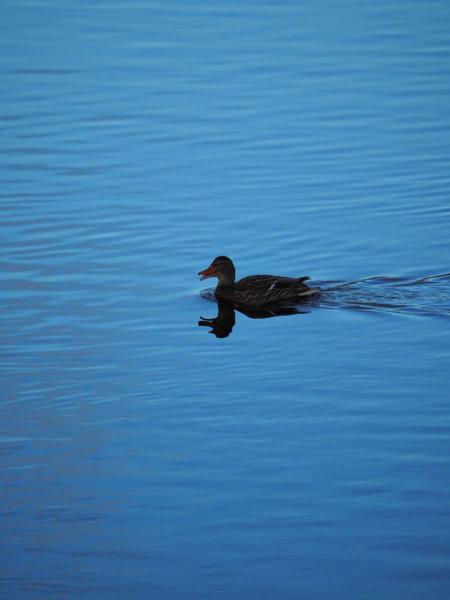 Mallard - ML646221864