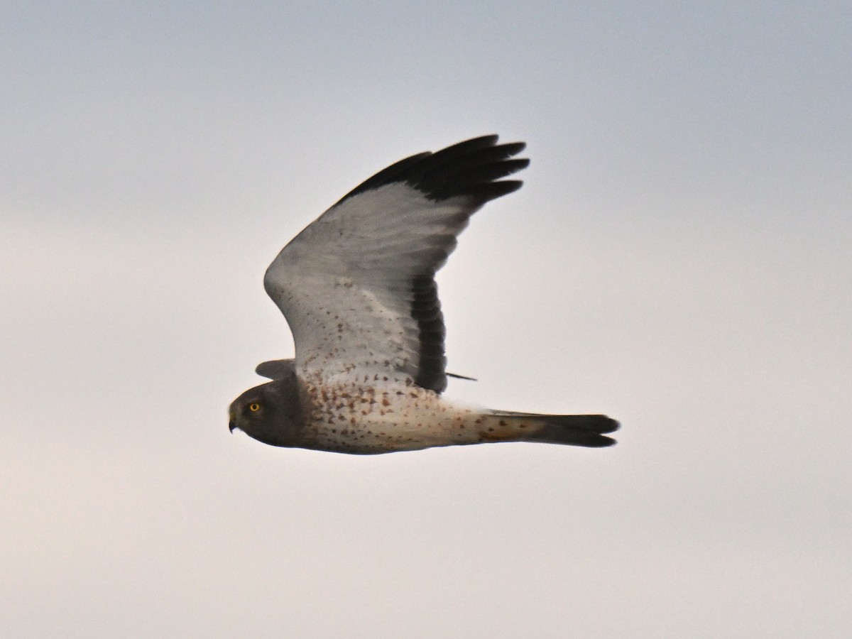 Northern Harrier - ML646221873