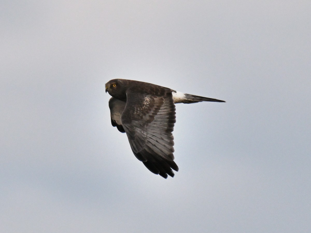 Northern Harrier - ML646221874