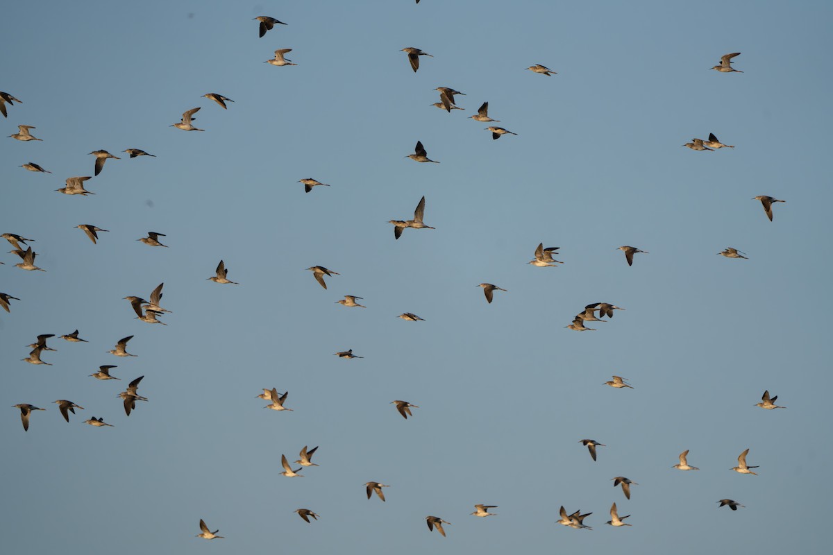 Lesser Yellowlegs - ML646221875