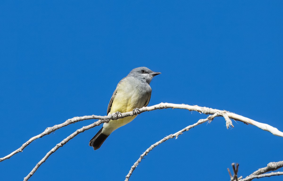 ハシボソタイランチョウ - ML646221878