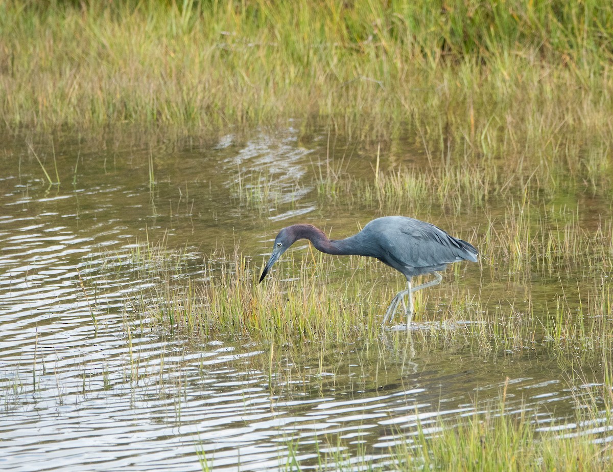 Little Blue Heron - ML646221886