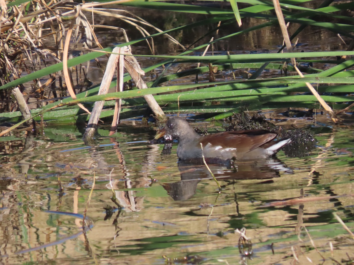 slípka americká - ML646221892