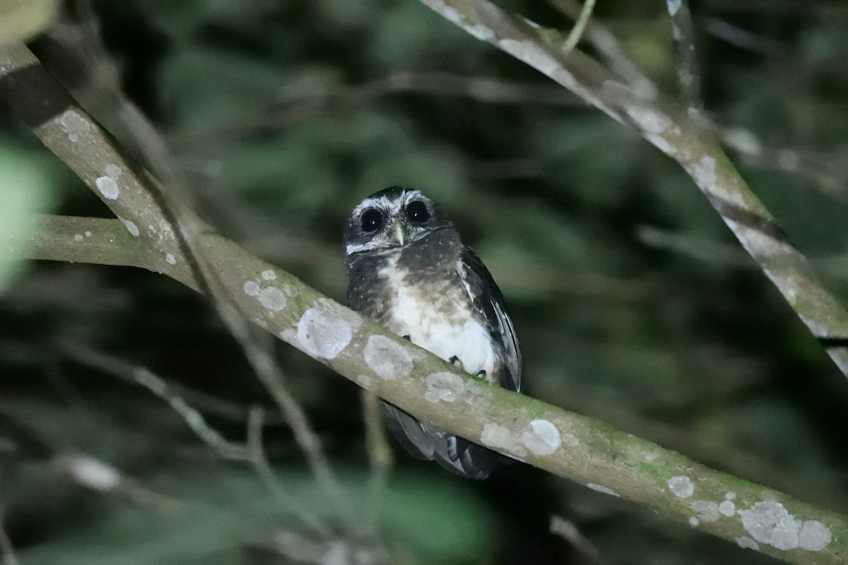 Speckled Boobook - ML646221893