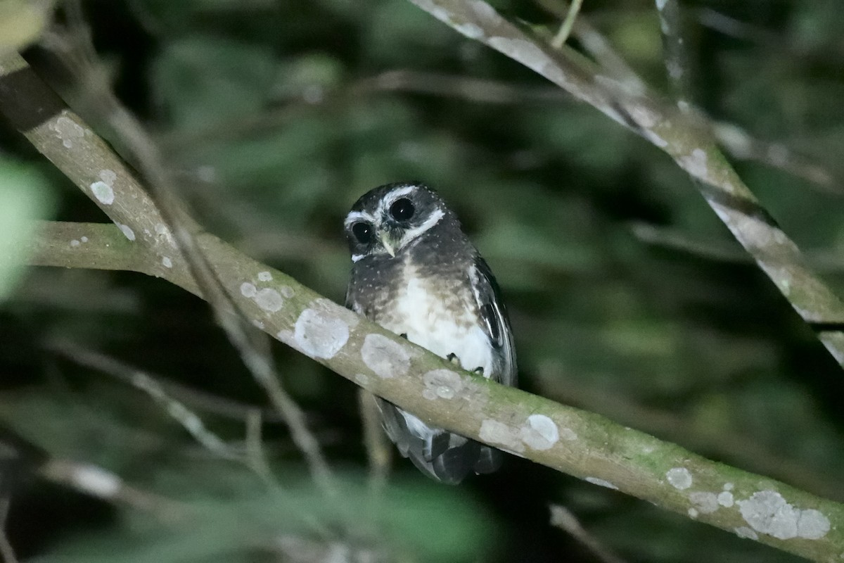 Speckled Boobook - ML646221894