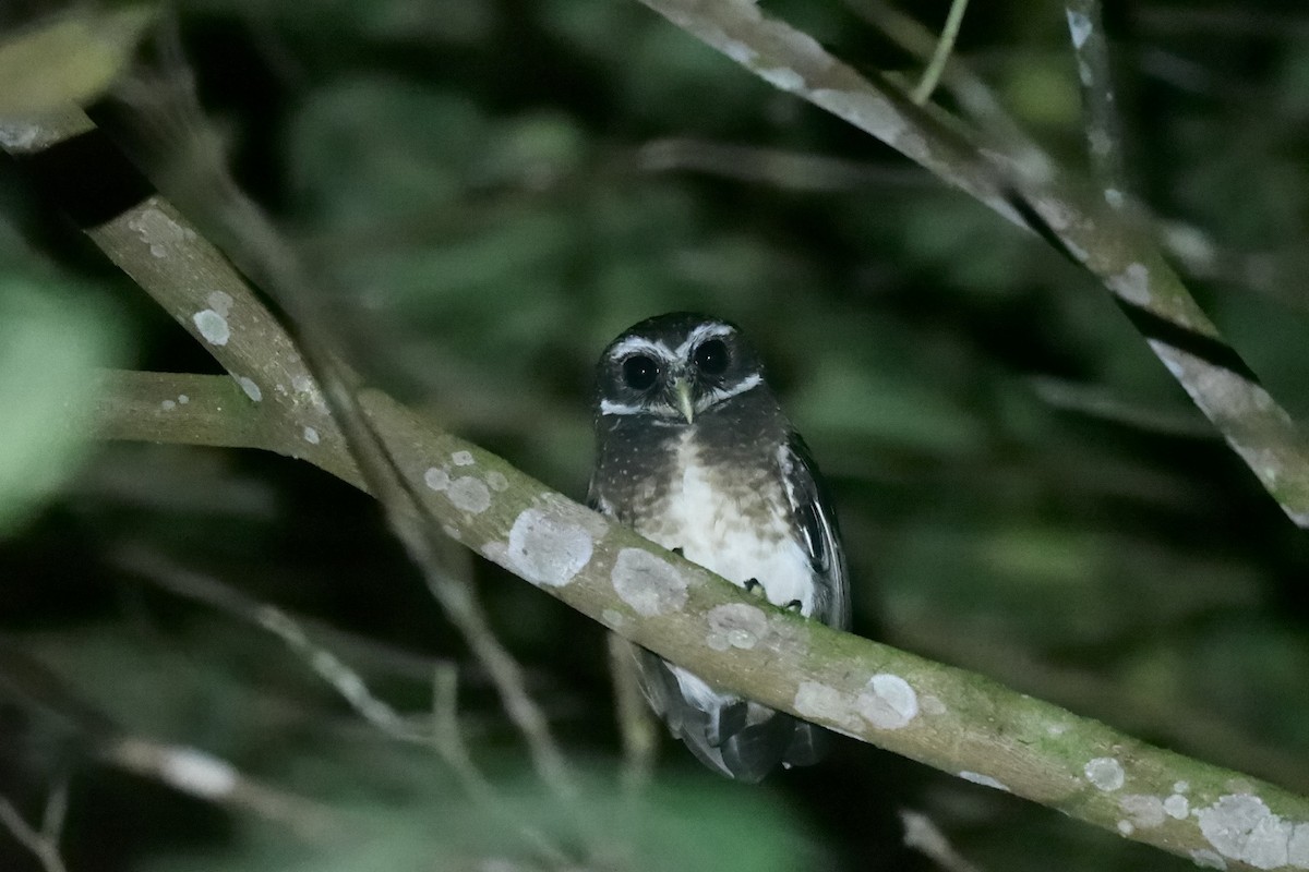 Speckled Boobook - ML646221895