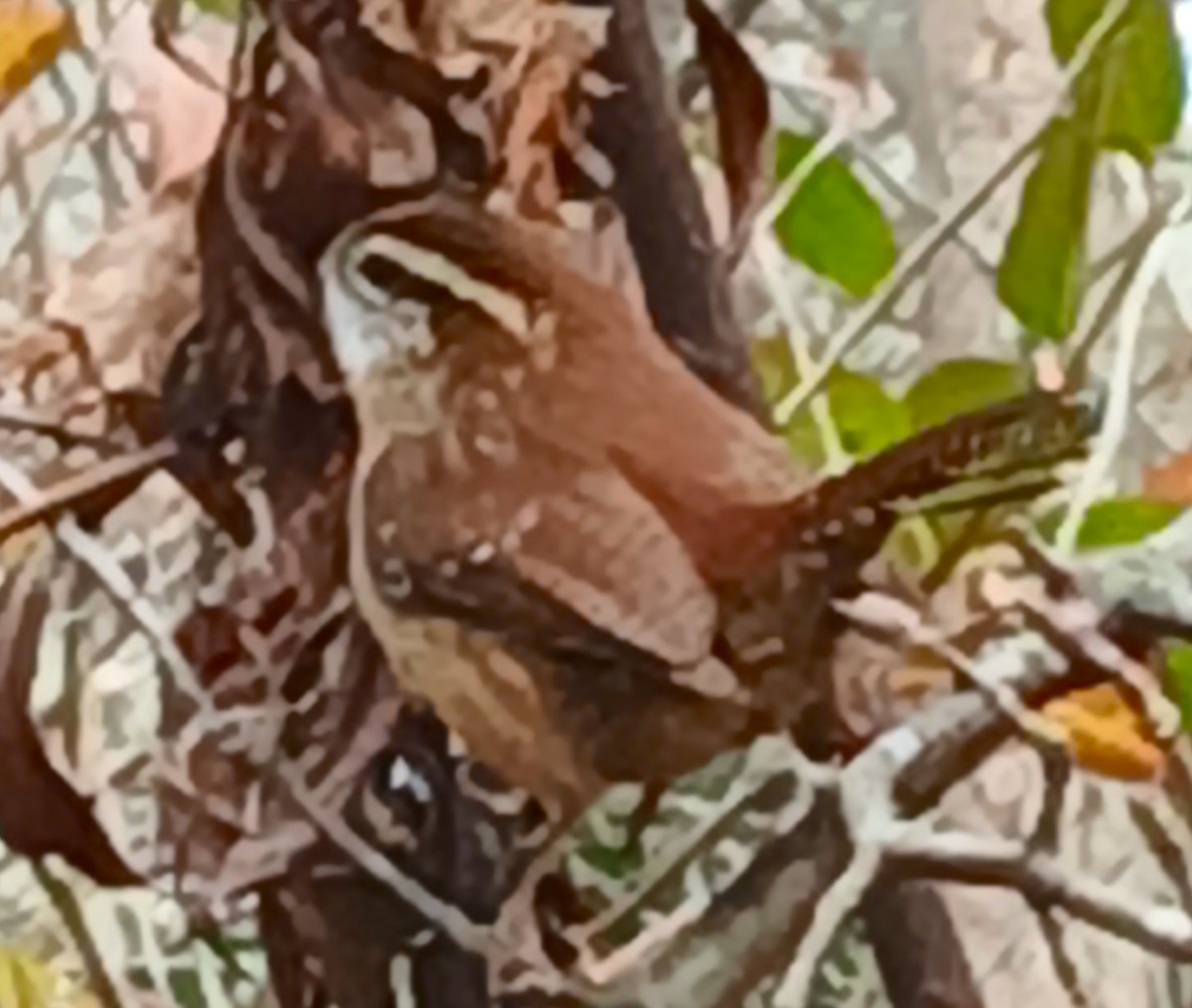 Carolina Wren (Northern) - ML646221896