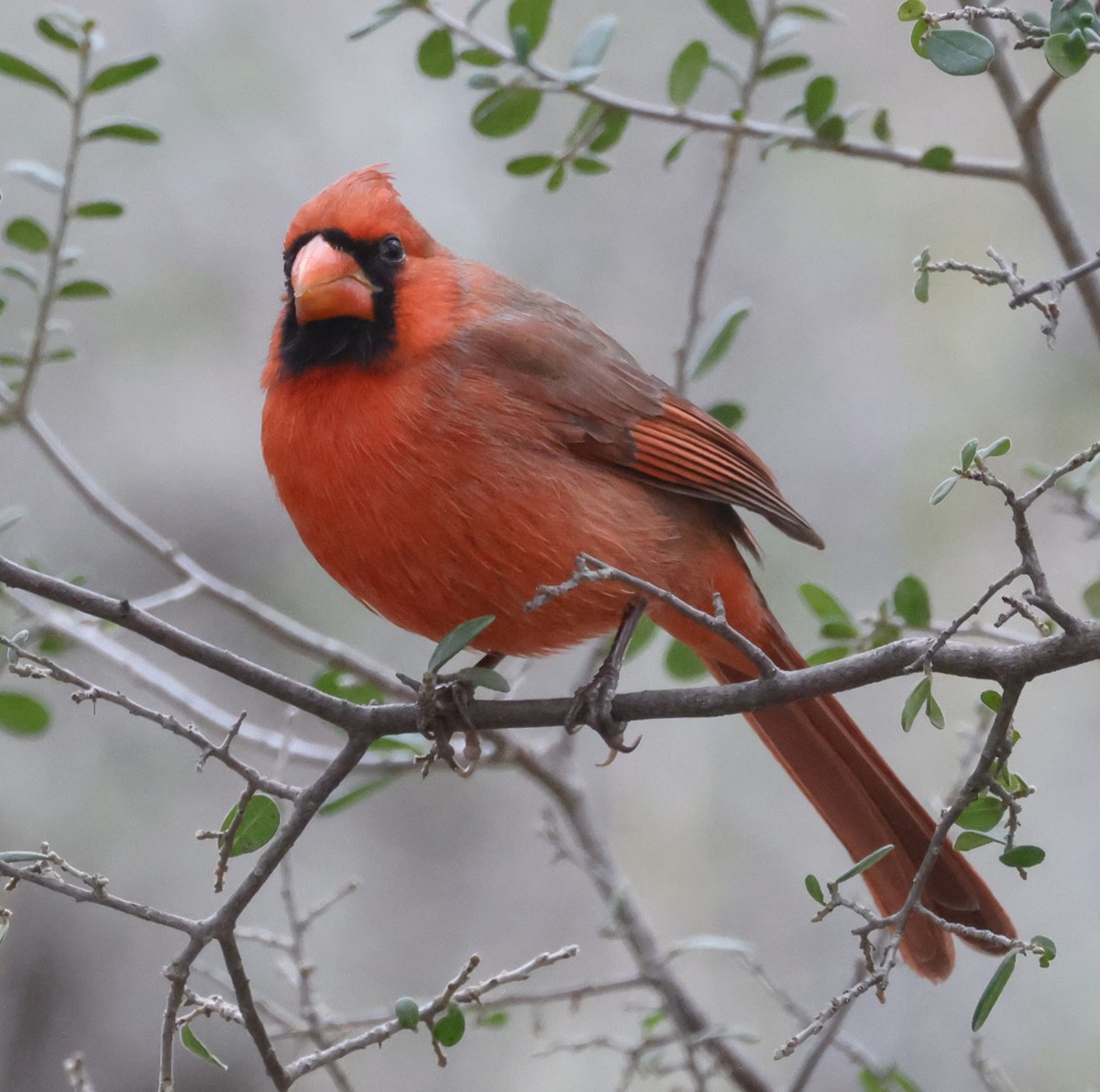 Northern Cardinal - ML646221898
