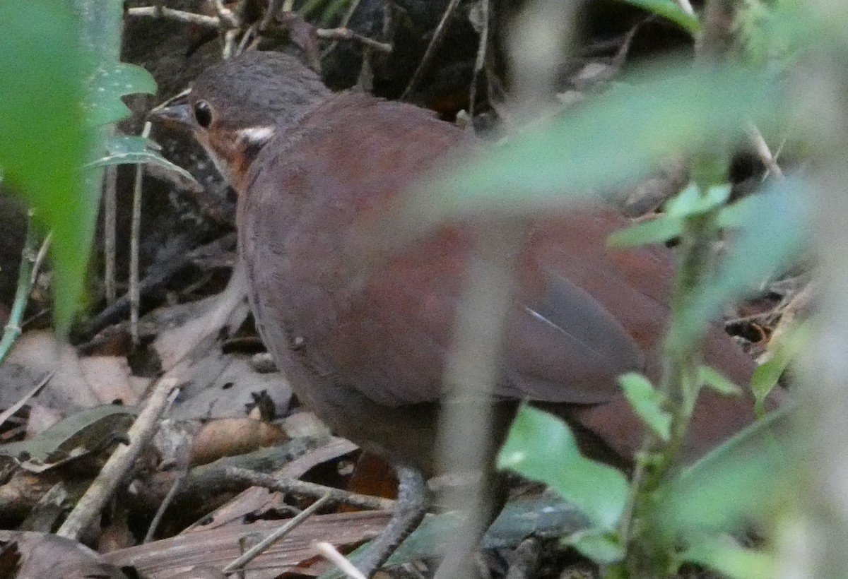 Роутело бурий - ML646221902