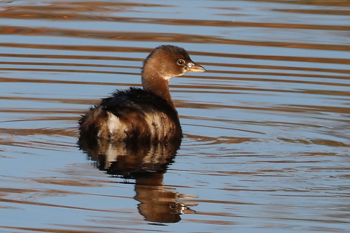 Pied-billed Grebe - ML646221904