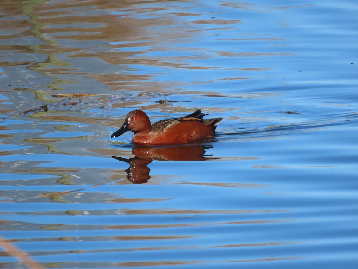 čírka skořicová - ML646221909