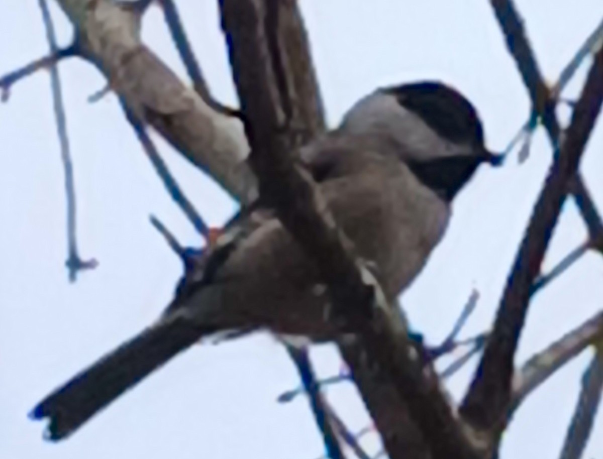 Carolina Chickadee - ML646221910