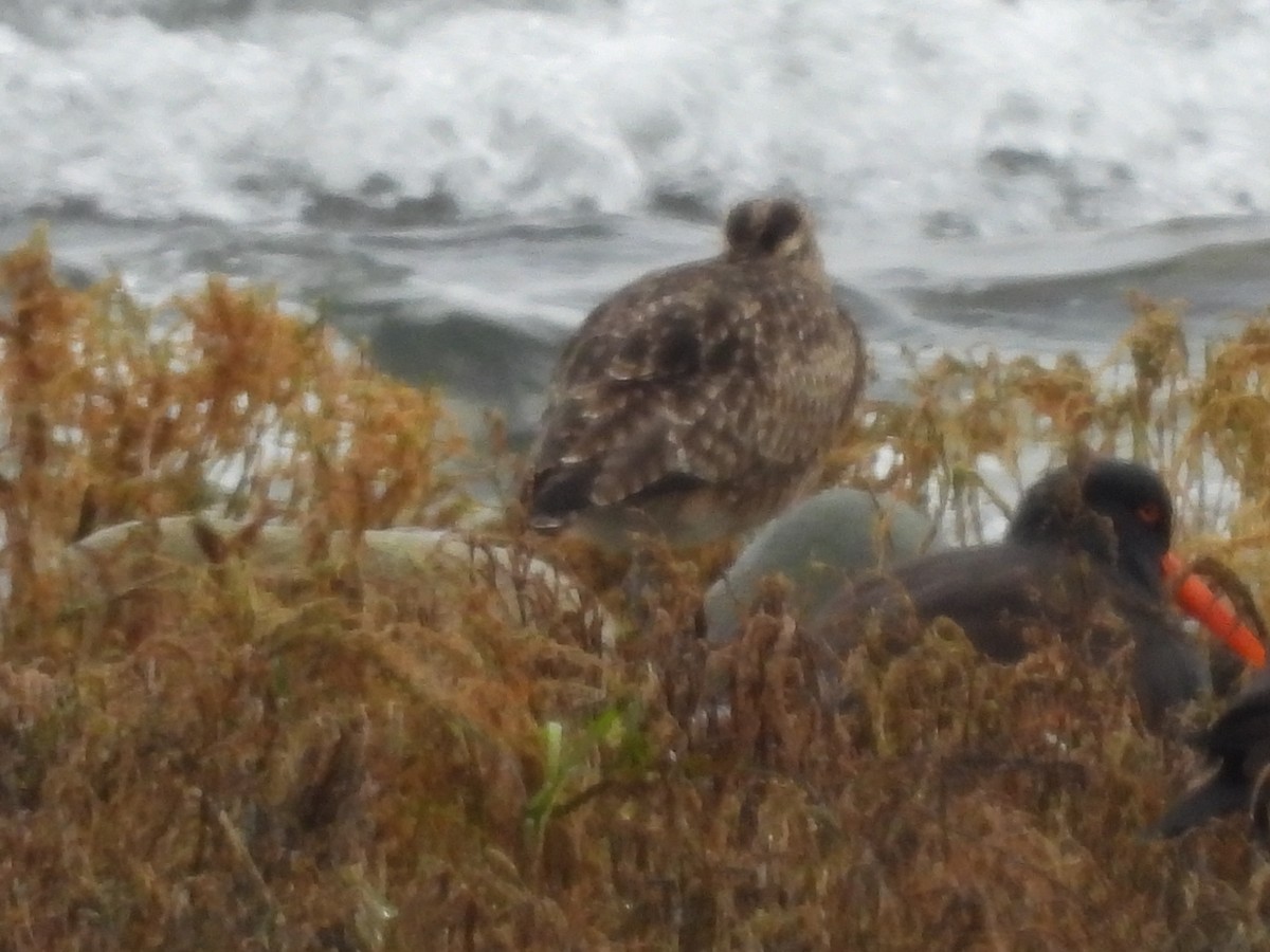 Hudsonian Whimbrel - ML646221918