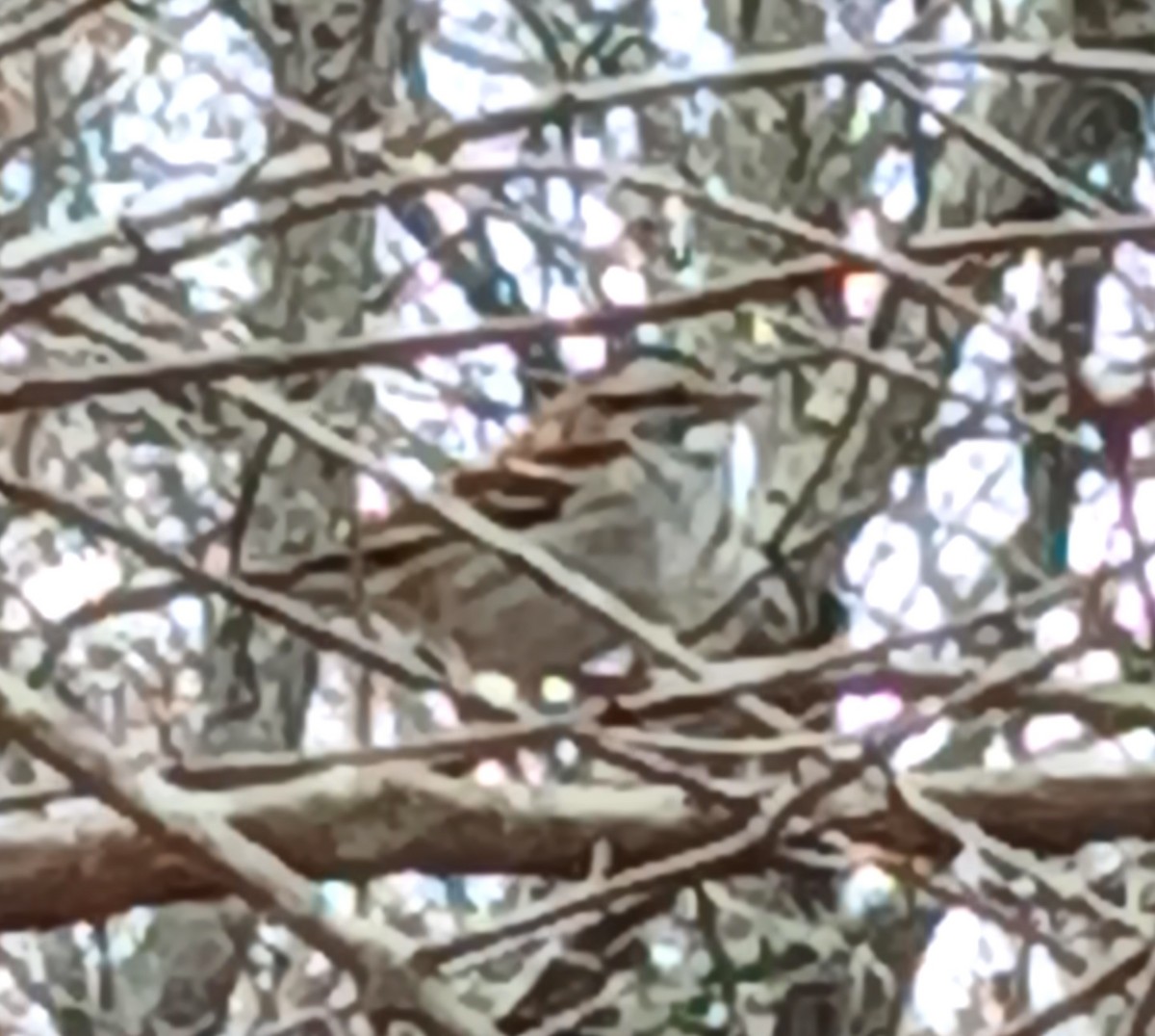 White-throated Sparrow - ML646221921