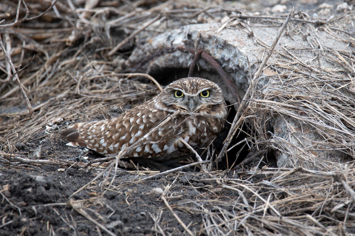 Burrowing Owl - ML646221928