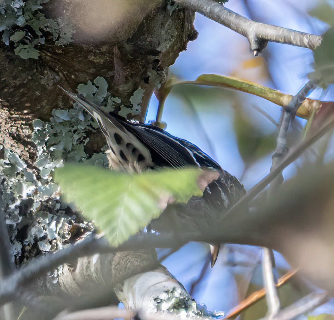 Black-and-white Warbler - ML646221929