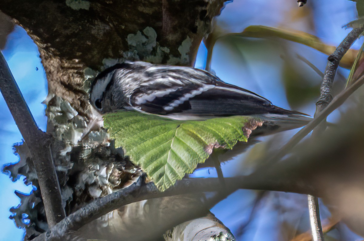 Black-and-white Warbler - ML646221930