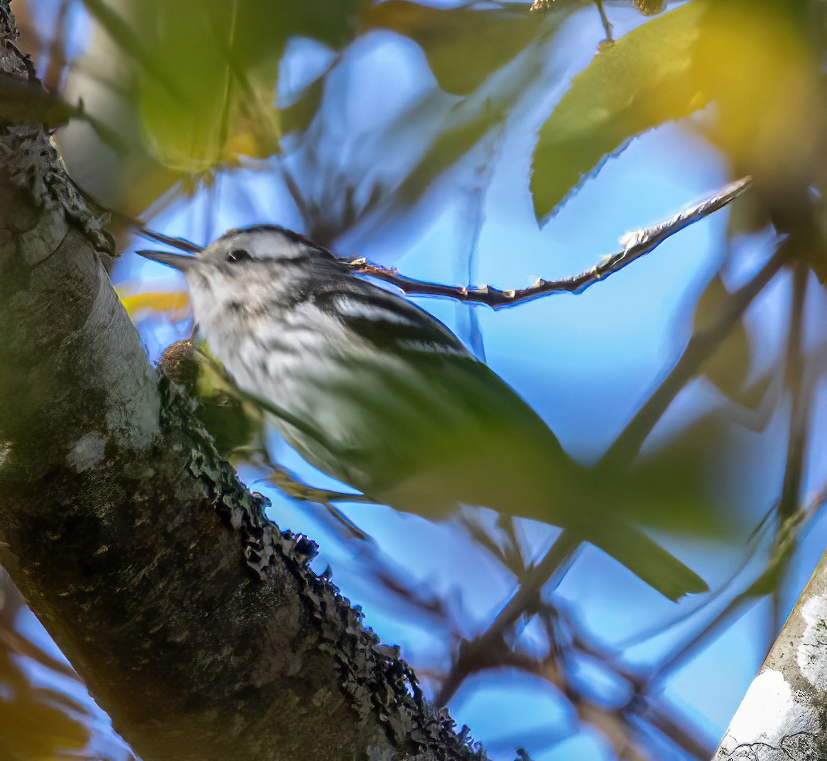 Black-and-white Warbler - ML646221931