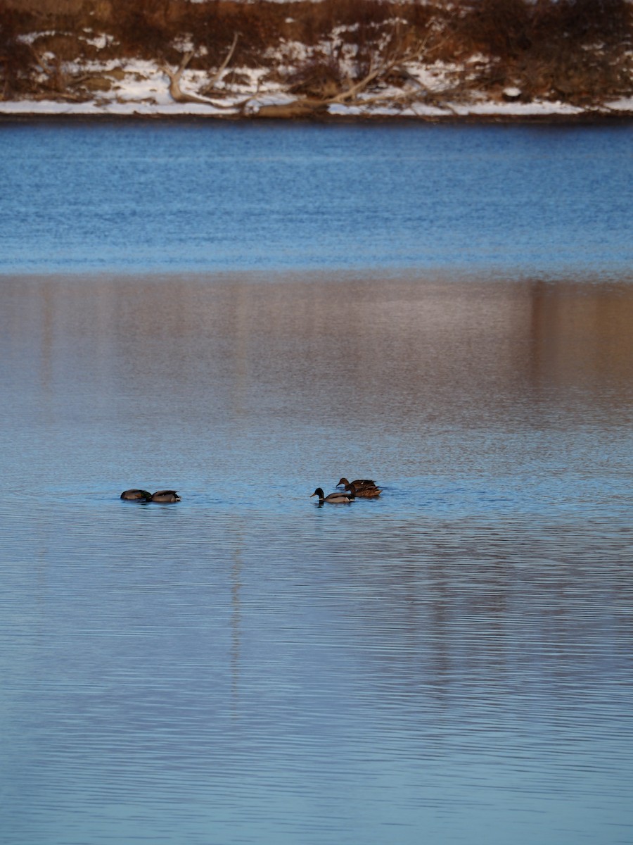 Ahate iluna - ML646221933