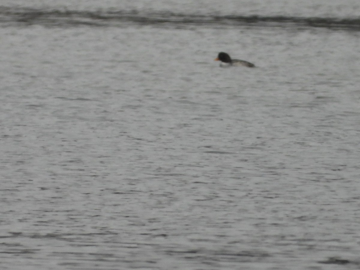 キタホオジロガモ - ML646221939