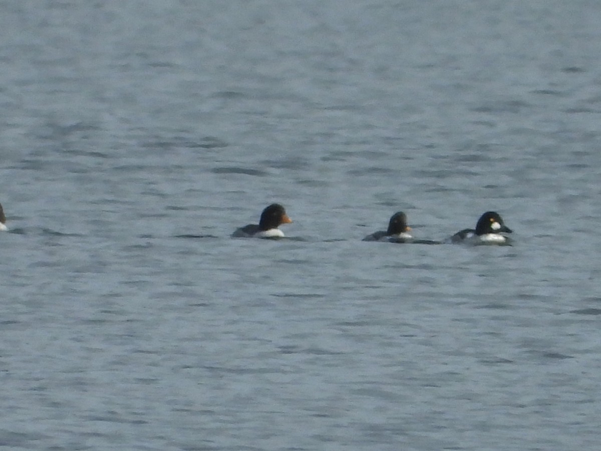 キタホオジロガモ - ML646221940