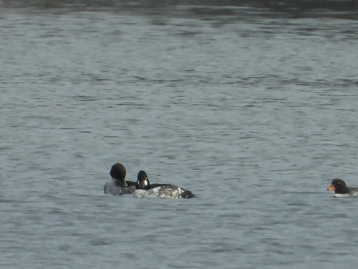 キタホオジロガモ - ML646221941