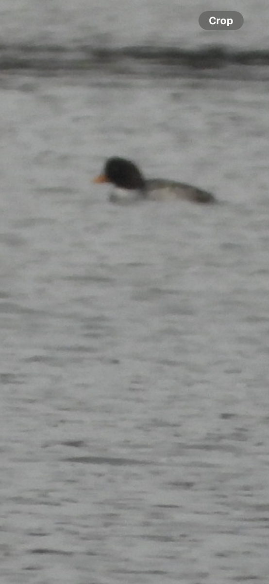 キタホオジロガモ - ML646221942