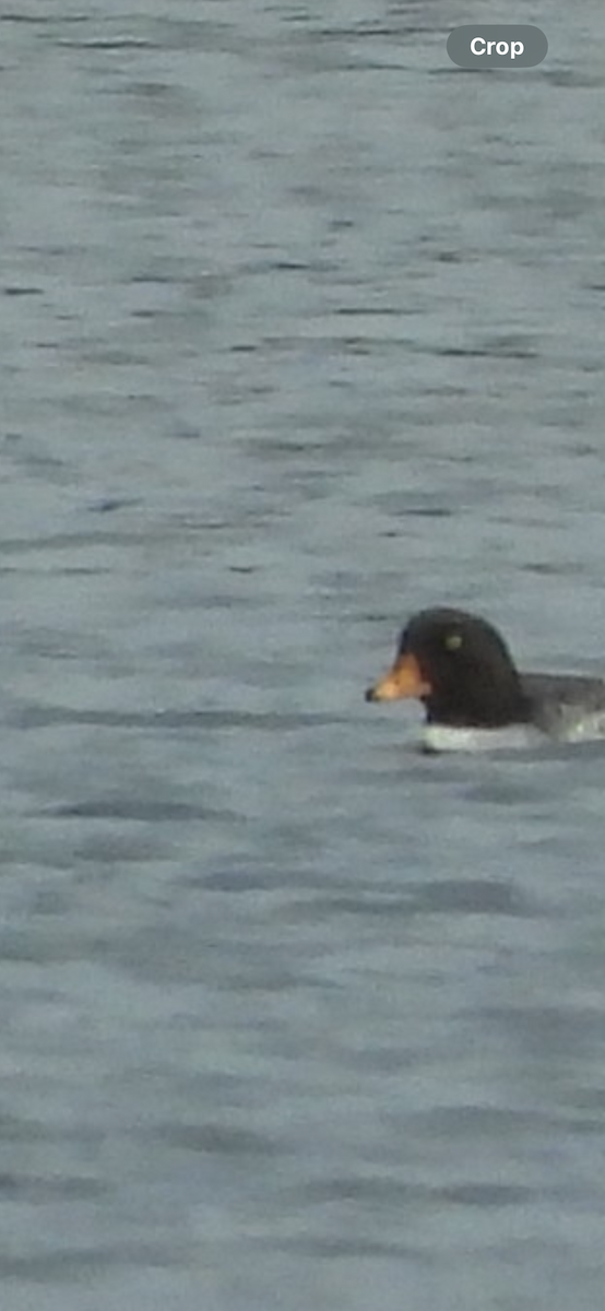 キタホオジロガモ - ML646221943