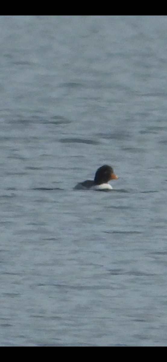 キタホオジロガモ - ML646221944