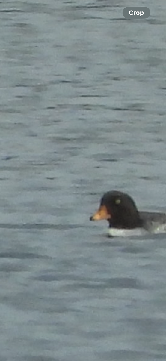 キタホオジロガモ - ML646221946