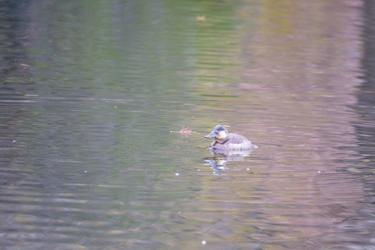 Amerika Dikkuyruğu - ML646221953