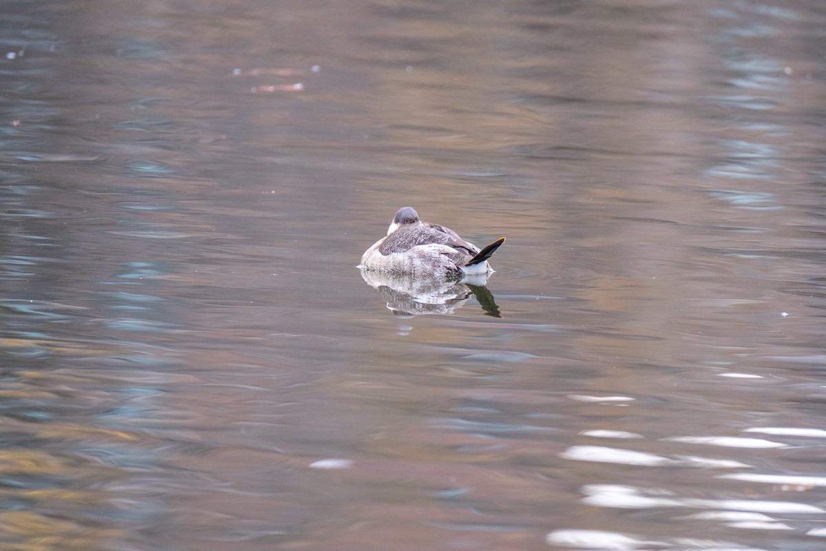 Amerika Dikkuyruğu - ML646221954