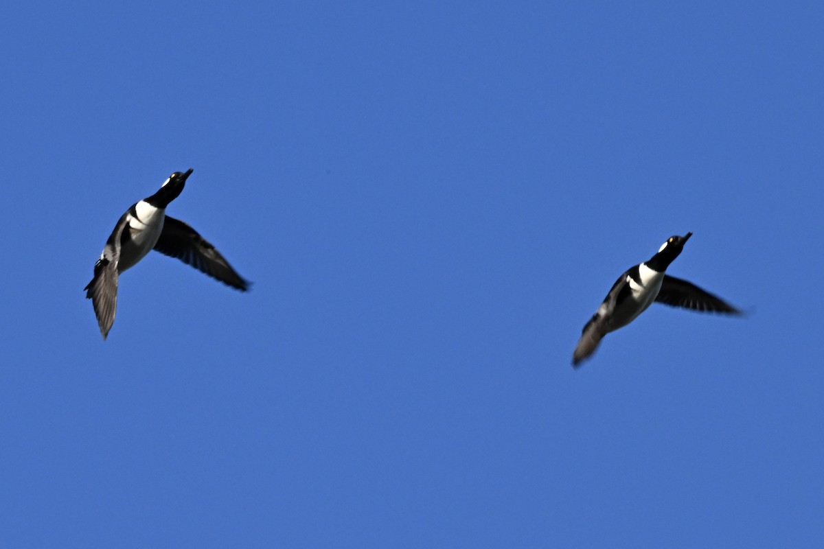 オウギアイサ - ML646221957